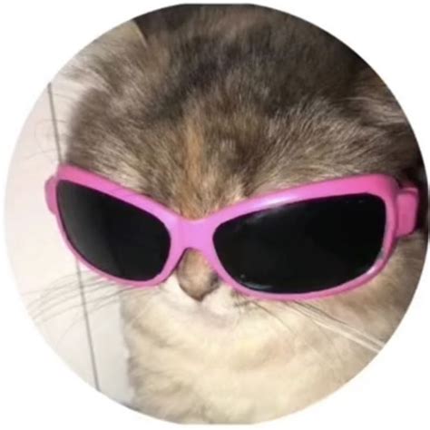 aesthetic cat with glasses pfp.